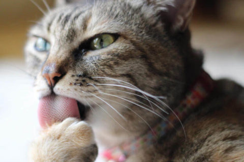 Kedilerde Pati Bakımı