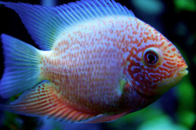 Severum Ciklet