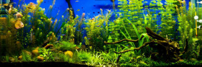 Bitkili Akvaryumun Faydaları
