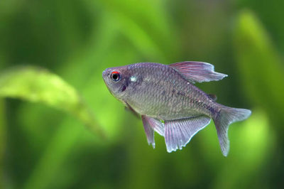 Elmas Tetra