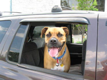 Evcil Hayvan Seyahat