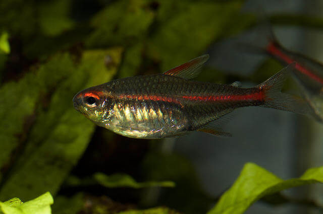 Günışığı Tetra