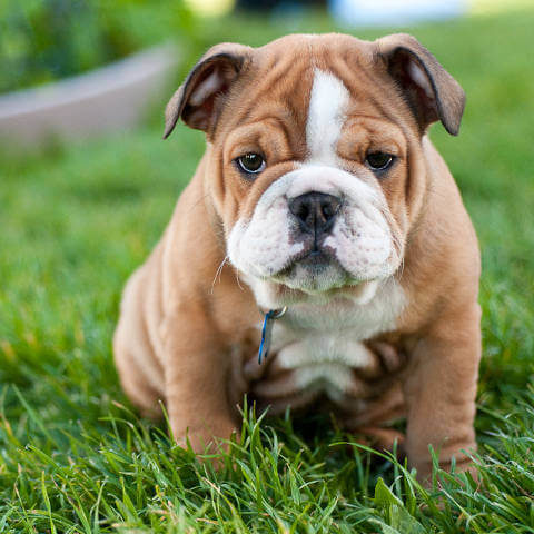 Yavru İngiliz Buldog Köpeği