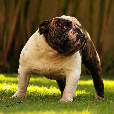 İngiliz Bulldog Köpeği