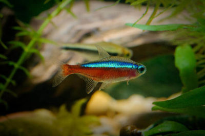 Kardinal Tetra Balığı