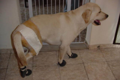 Köpek Kalça Displazisi