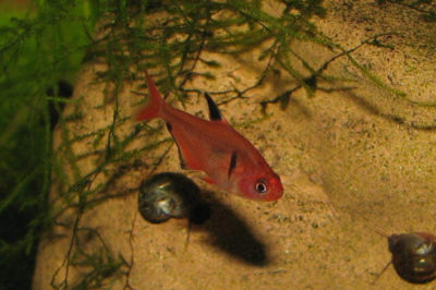 Mücevher Tetra