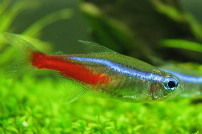 Neon Tetra Balığı