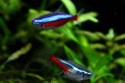 Kardinal Balığı ve Neon Balığı