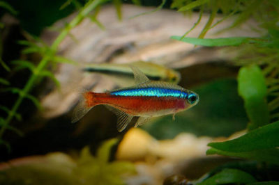 Kardinal Tetra Balığı