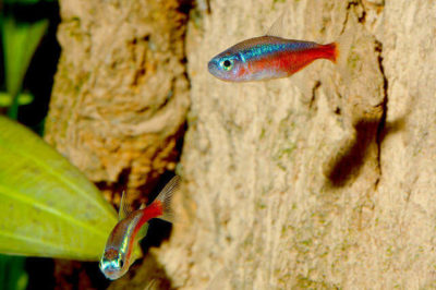 Paracheirodon axelrodi