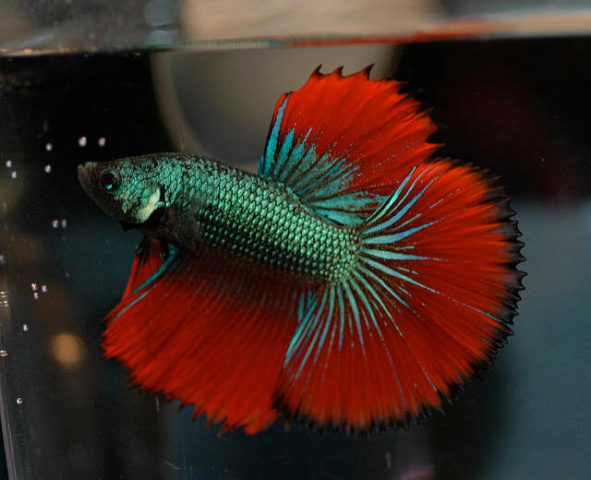 Taç Kuyruklu Betta Balığı
