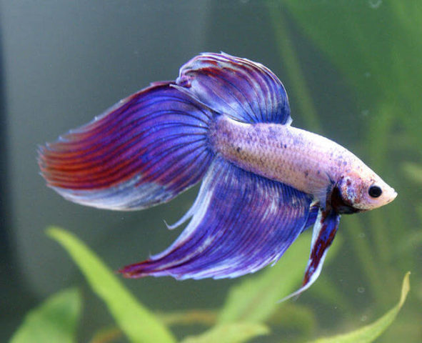 Tül Kuyruklu Betta Balığı