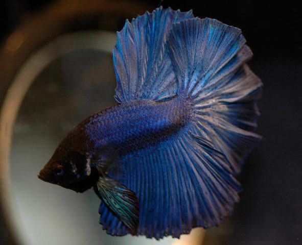 Yarım Ay Kuyruklu Betta Balığı