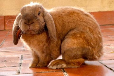 Hollanda Lop Tavşanı