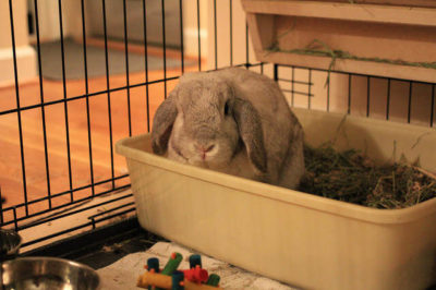 Hollanda Lop Tavşanı Kafesi