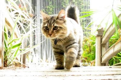 American Bobtail Kedisi