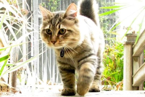 American Bobtail Kedisi