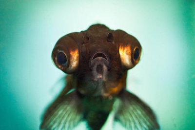 Black Moor Japon Balığı