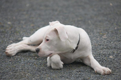 Dogo Argentino Köpeği