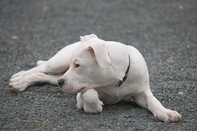 Dogo Argentino Köpeği