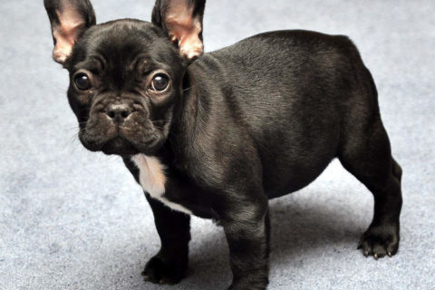Fransız Bulldog