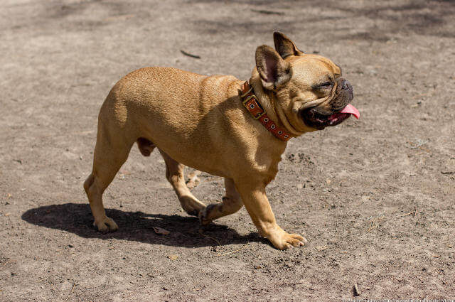 Fransız Bulldog Köpeği