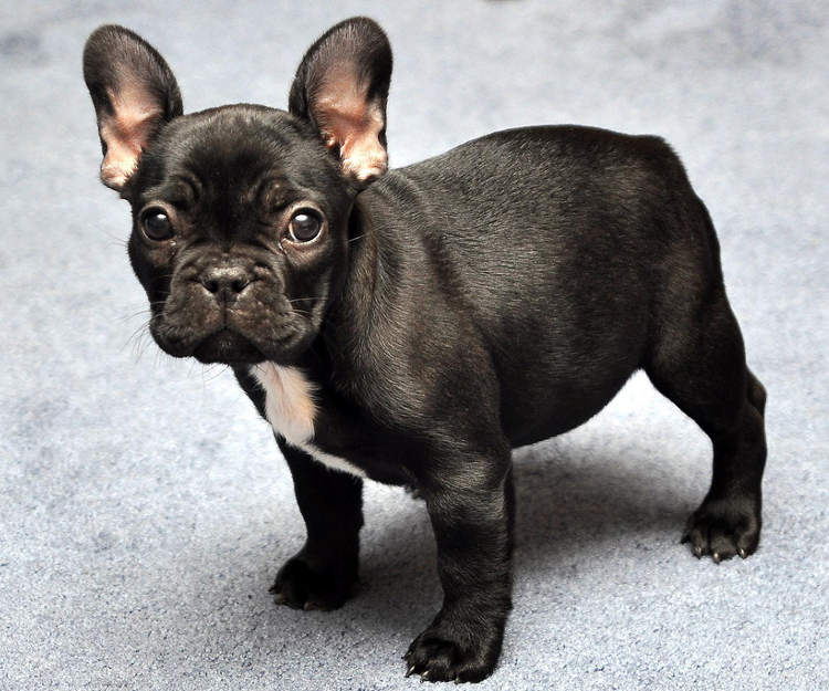 Fransız Bulldog