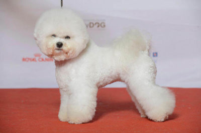 Bichon Frise