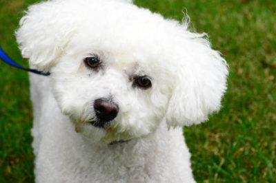 Bichon Köpek