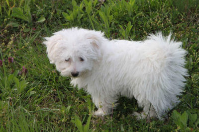 Bişon Çuha - Bişon Frize