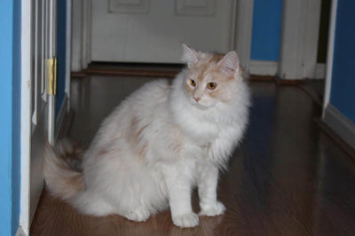 Maine Coon Kedi