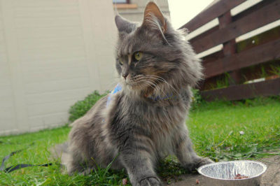 Yavru Maine Coon