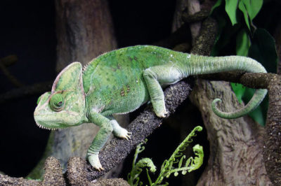 Chamaeleo calyptratus