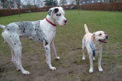 Danua ve Labrador Retriever