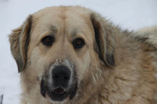 Kafkas Kangalı | evcil hayvan market