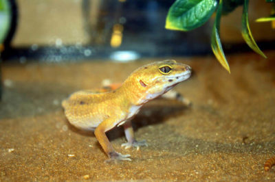 Eublepharis macularius