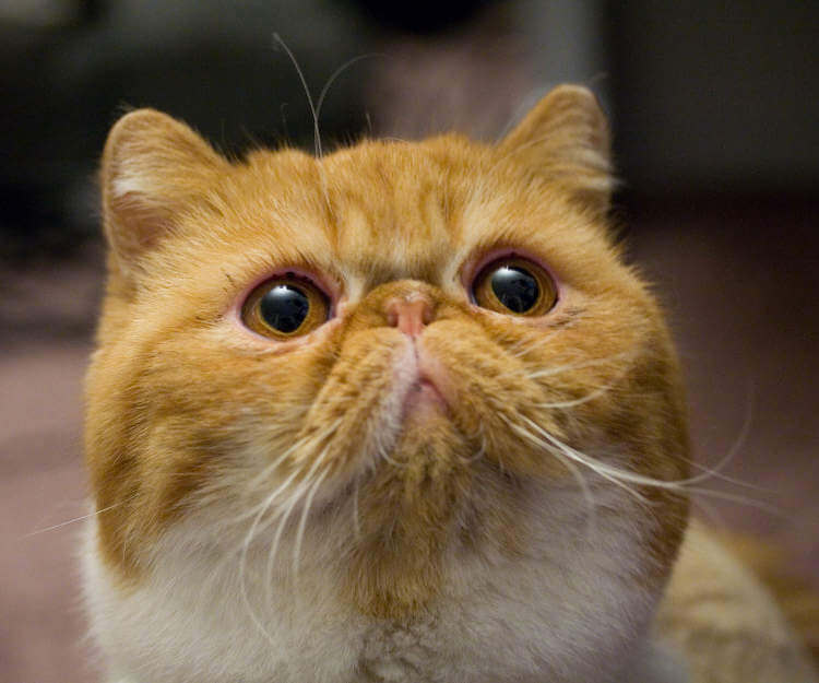 Exotic Shorthair