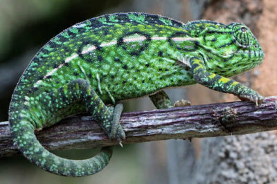 Furcifer Pardalis