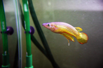 Killifish Akvaryumu