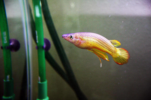 Killifish Akvaryumu