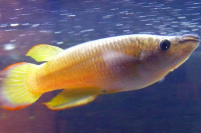 Killifish Balığı