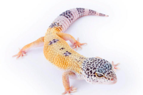 Leopard Gecko