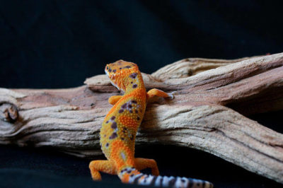 Leopard Gecko Kertenkelesi