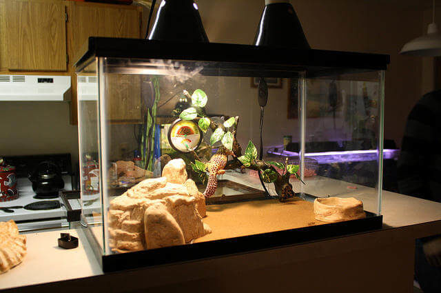 Leopard Gecko Teraryumu