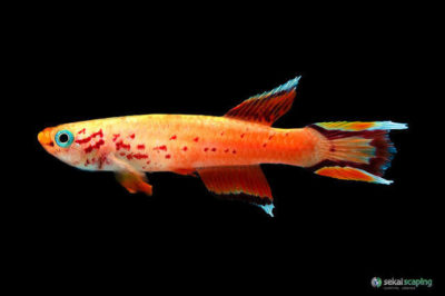 Lir Kuyruk Killifish