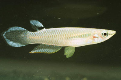 Seylan Killifish