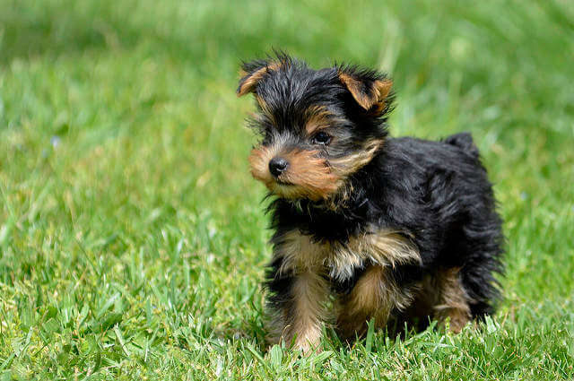 Yorkshire Teriyeri