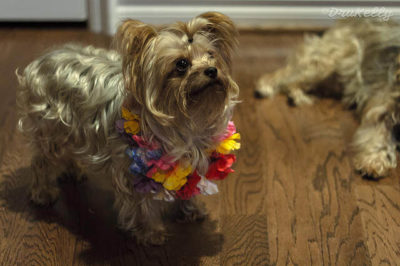 Yorkshire Terrier Köpek