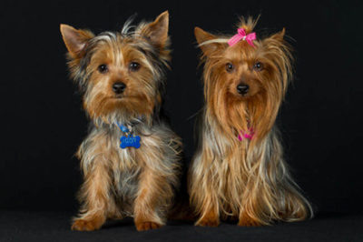 Yorkshire Terrier Traş Modelleri